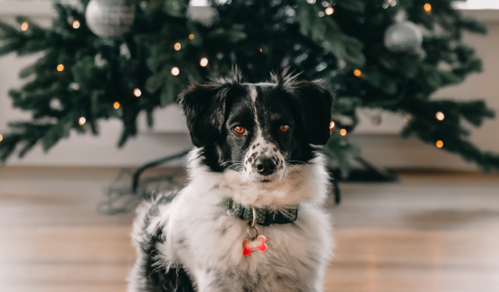 Dog under the Christmas tree