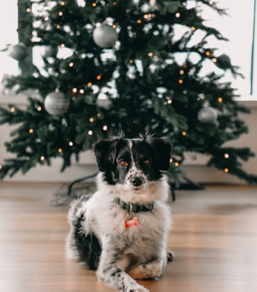 Dog under the Christmas tree